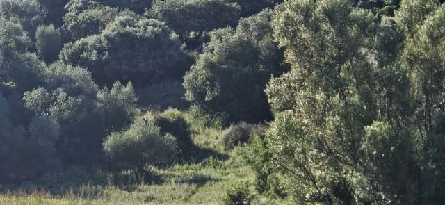 Terreno Não Urbanizado para venda em Cortes de la Frontera - 190 000 € (Ref: 9857781)
