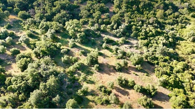 Terre non Aménagée à vendre à Gaucín - 250 000 € (Ref: 9923041)