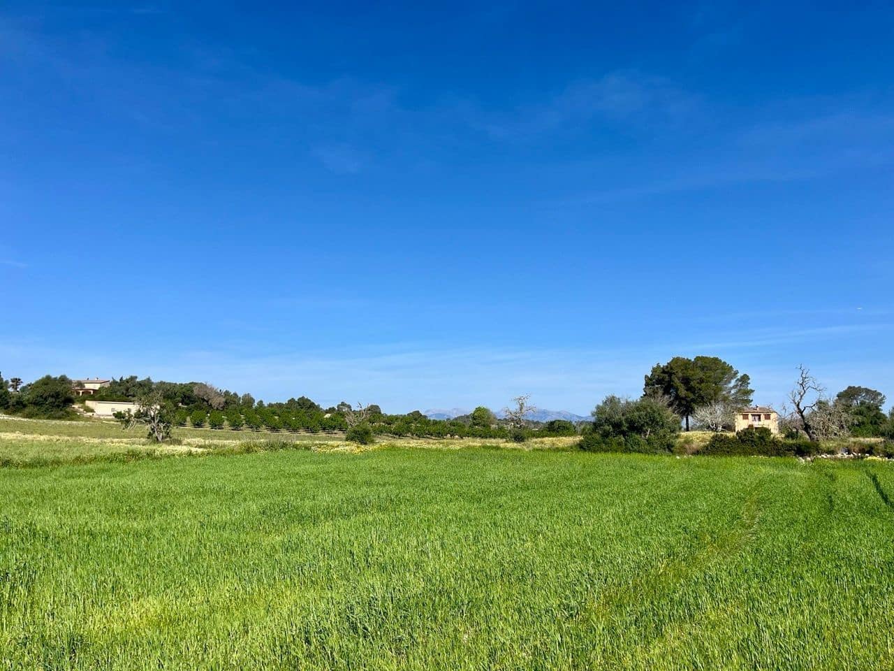 Undeveloped Land for sale in Petra - € 485,000 (Ref: 10162122)