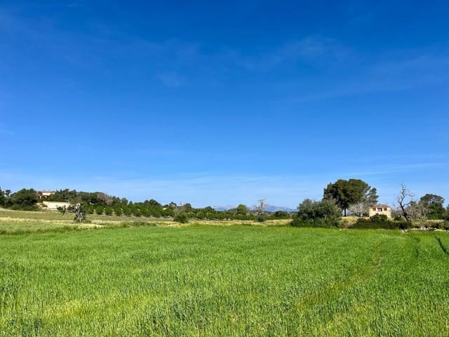 Grunde uden byggetilladelser til salg i Petra - € 485.000 (Ref: 10162122)