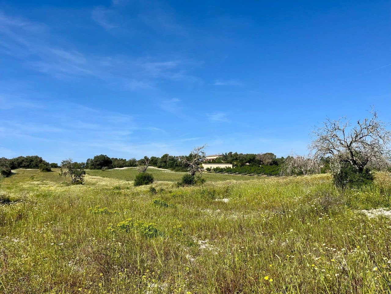 Undeveloped Land for sale in Petra - € 485,000 (Ref: 10162122)