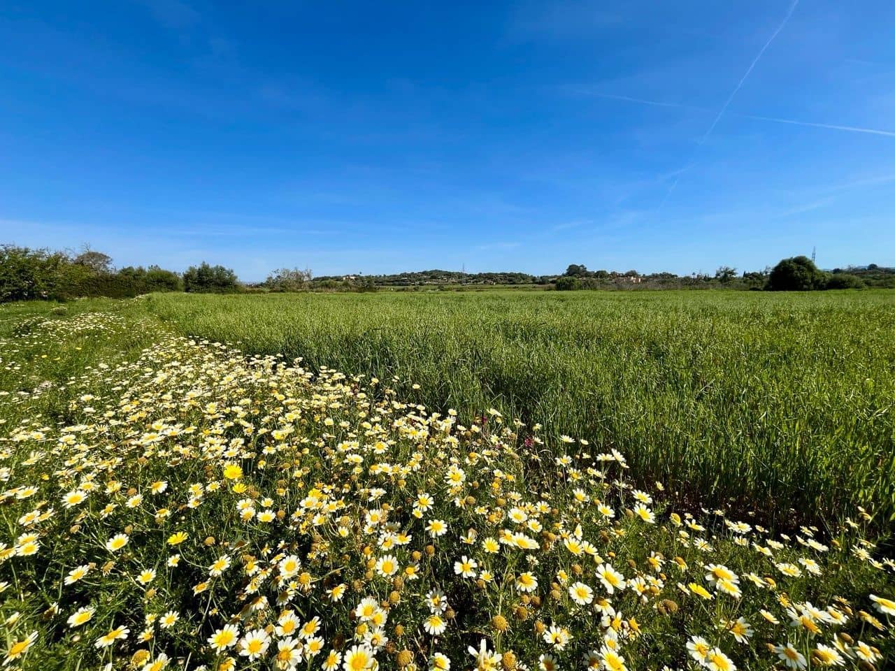 Undeveloped Land for sale in Petra - € 485,000 (Ref: 10162122)