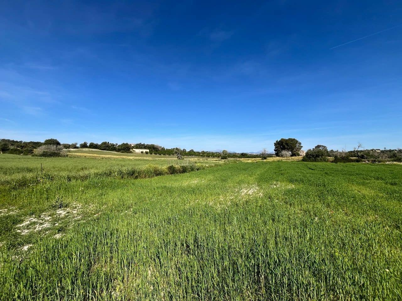 Undeveloped Land for sale in Petra - € 485,000 (Ref: 10162122)