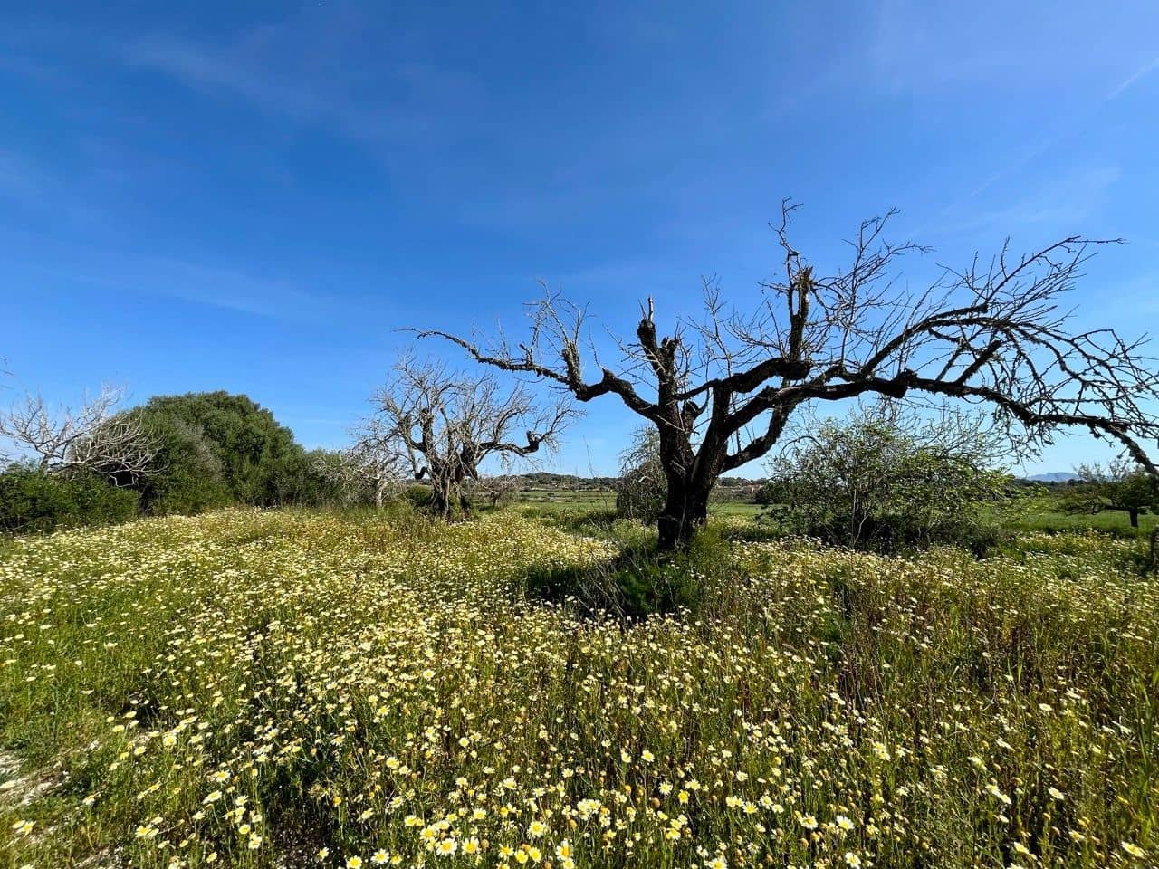 Undeveloped Land for sale in Petra - € 485,000 (Ref: 10162122)