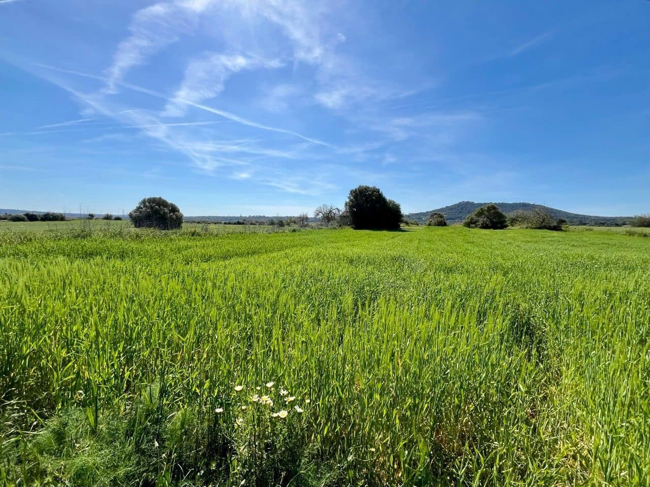 Undeveloped Land for sale in Petra - € 485,000 (Ref: 10162122)