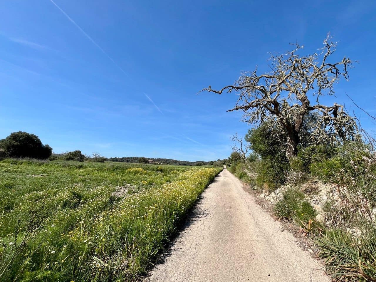 Undeveloped Land for sale in Petra - € 485,000 (Ref: 10162122)