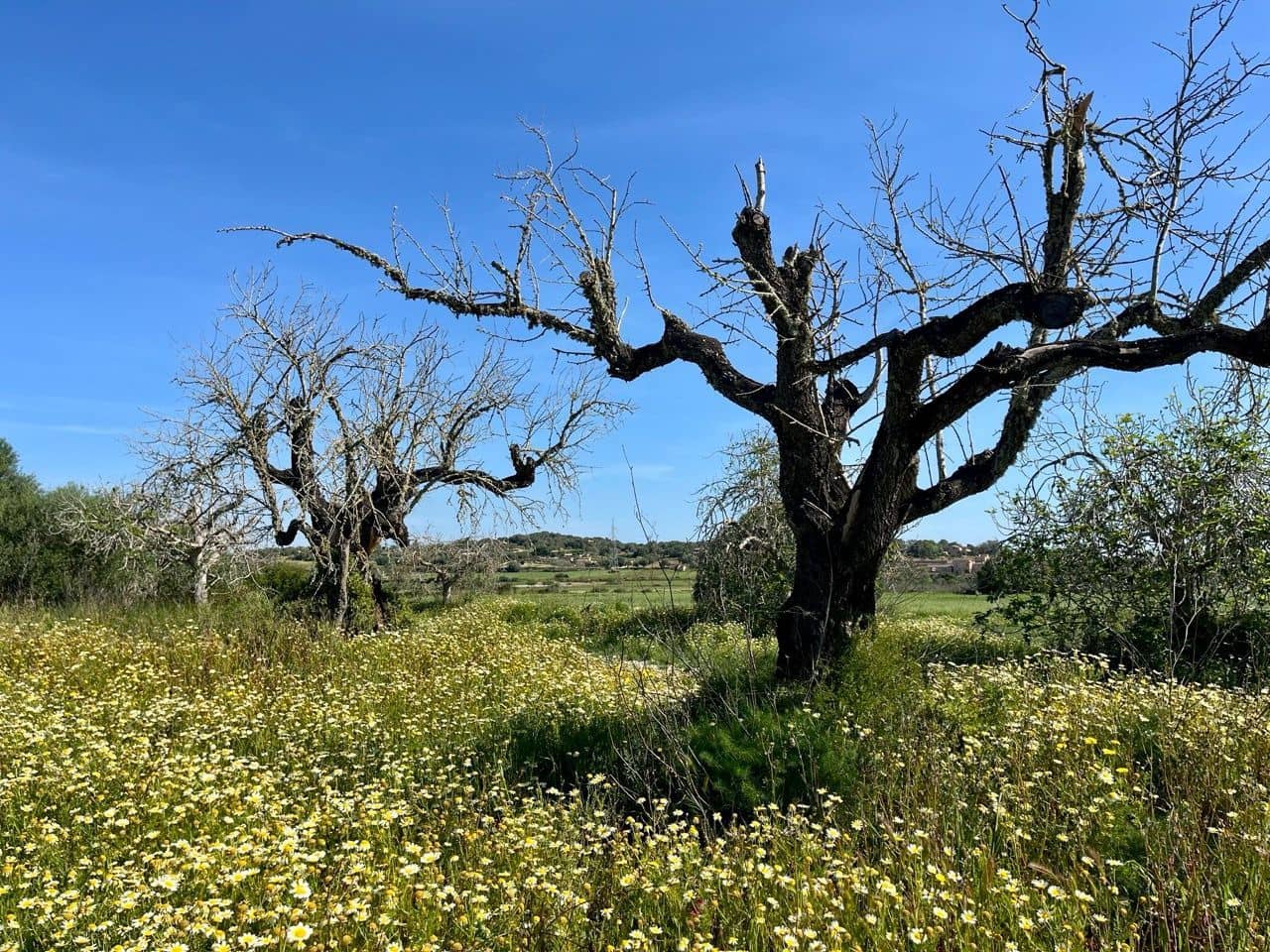 Undeveloped Land for sale in Petra - € 485,000 (Ref: 10162122)