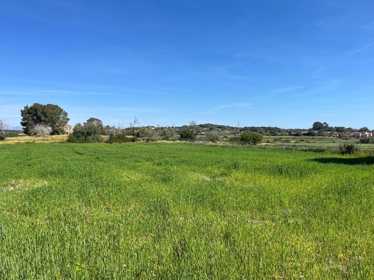 Undeveloped Land for sale in Petra - € 485,000 (Ref: 10162122)