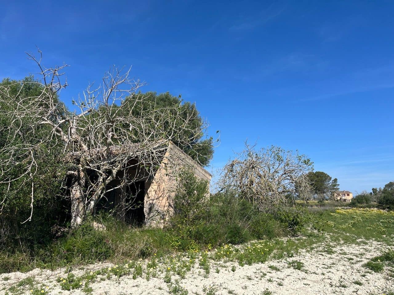 Undeveloped Land for sale in Petra - € 485,000 (Ref: 10162122)