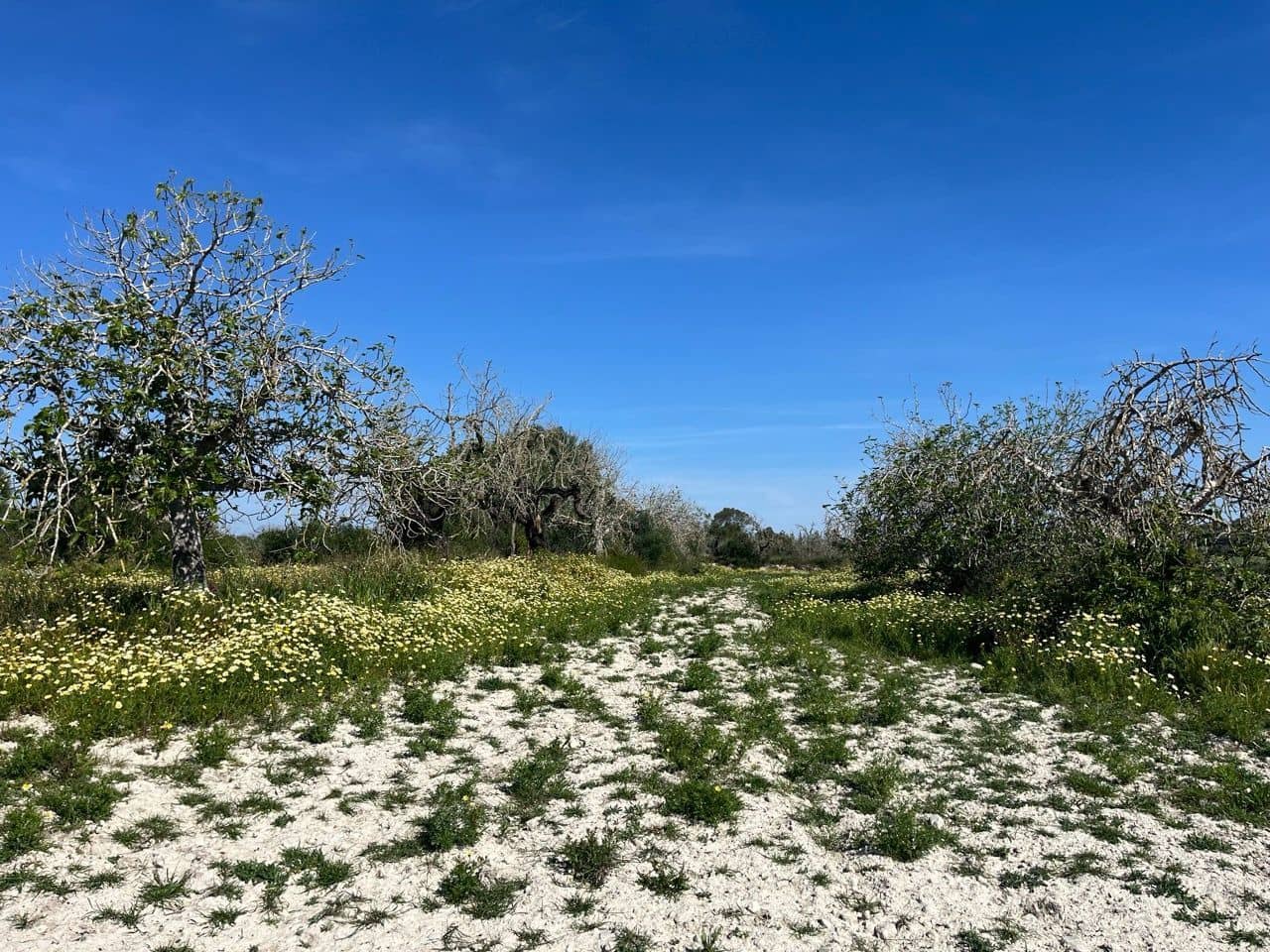 Undeveloped Land for sale in Petra - € 485,000 (Ref: 10162122)
