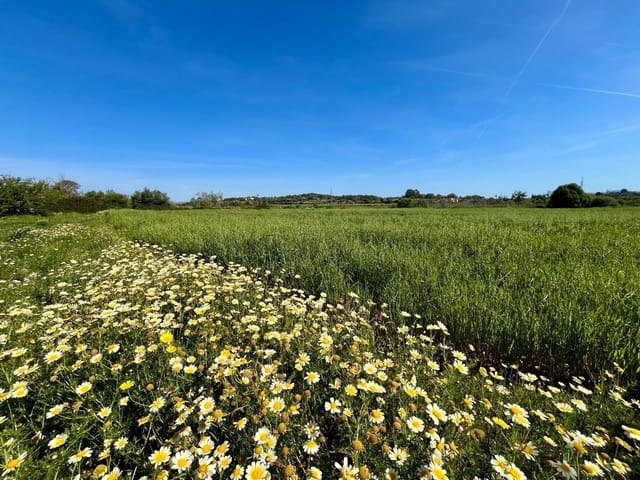 Grunde uden byggetilladelser til salg i Petra - € 485.000 (Ref: 10162122)
