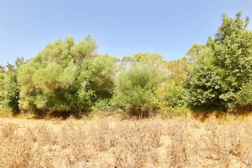 Terreno Non Edificato in vendita in Costitx - 330.000 € (Rif: 7630317)