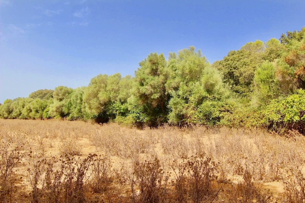 Terreno Non Edificato in vendita in Costitx - 330.000 € (Rif: 7630317)