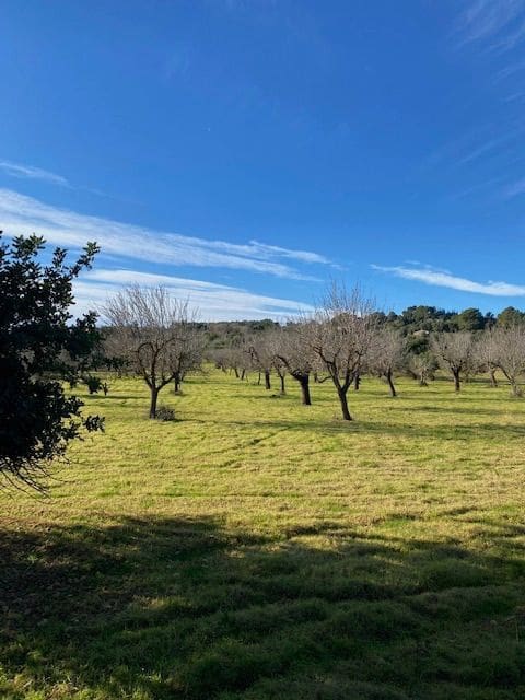 Grunde uden byggetilladelser til salg i Campanet - € 500.000 (Ref: 7630323)