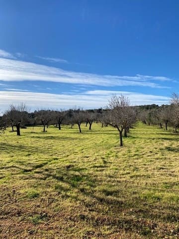 Grunde uden byggetilladelser til salg i Campanet - € 500.000 (Ref: 7630323)