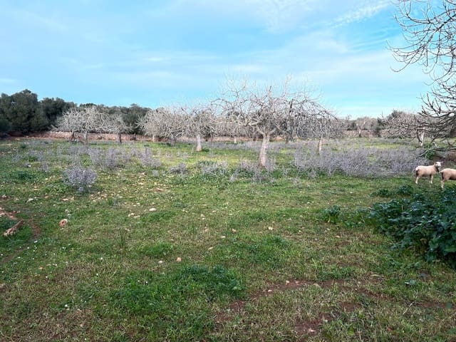 Mark till salu i Ariany - 320 000 € (Ref: 8148012)