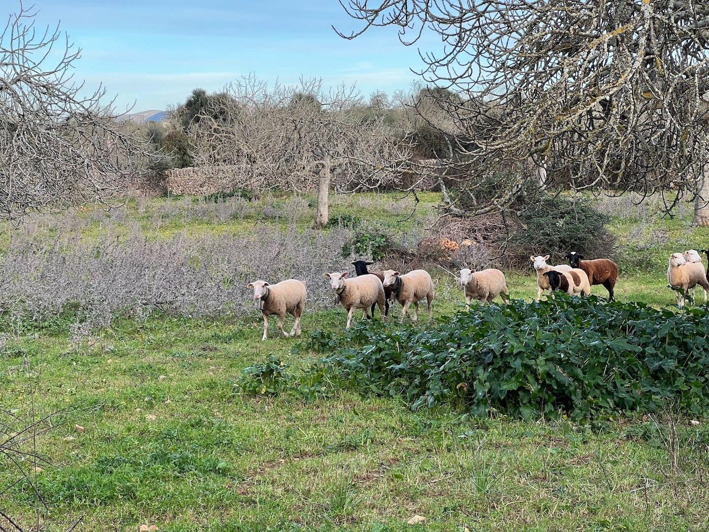 Grunde uden byggetilladelser til salg i Ariany - € 320.000 (Ref: 8148012)