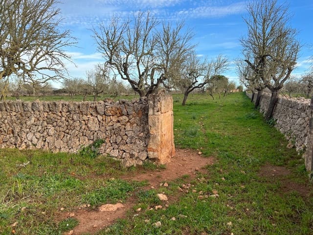 Mark till salu i Ariany - 320 000 € (Ref: 8148012)