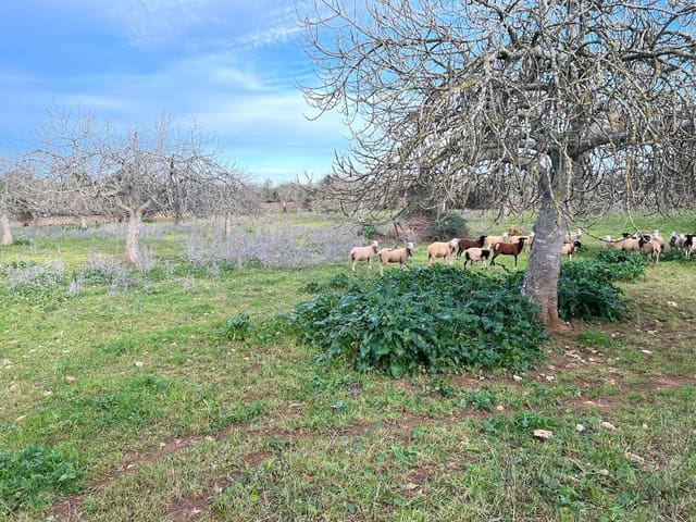 Mark till salu i Ariany - 320 000 € (Ref: 8148012)