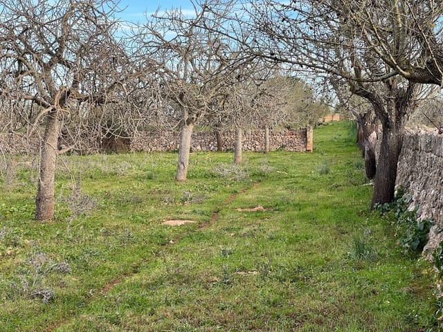 Mark till salu i Ariany - 320 000 € (Ref: 8148012)