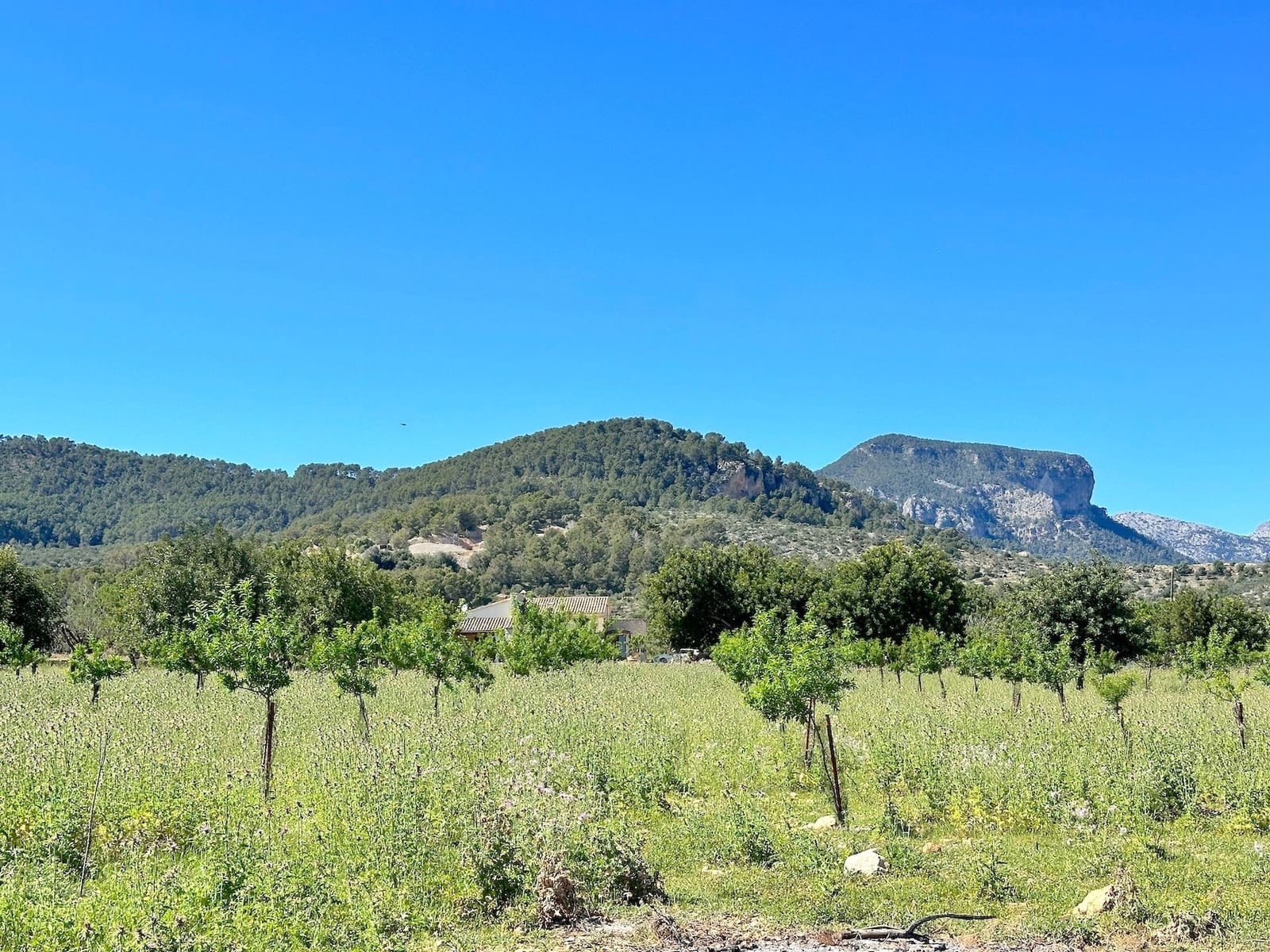 4 slaapkamer Villa te koop in Binissalem met zwembad garage - € 1.600.000 (Ref: 8287257)