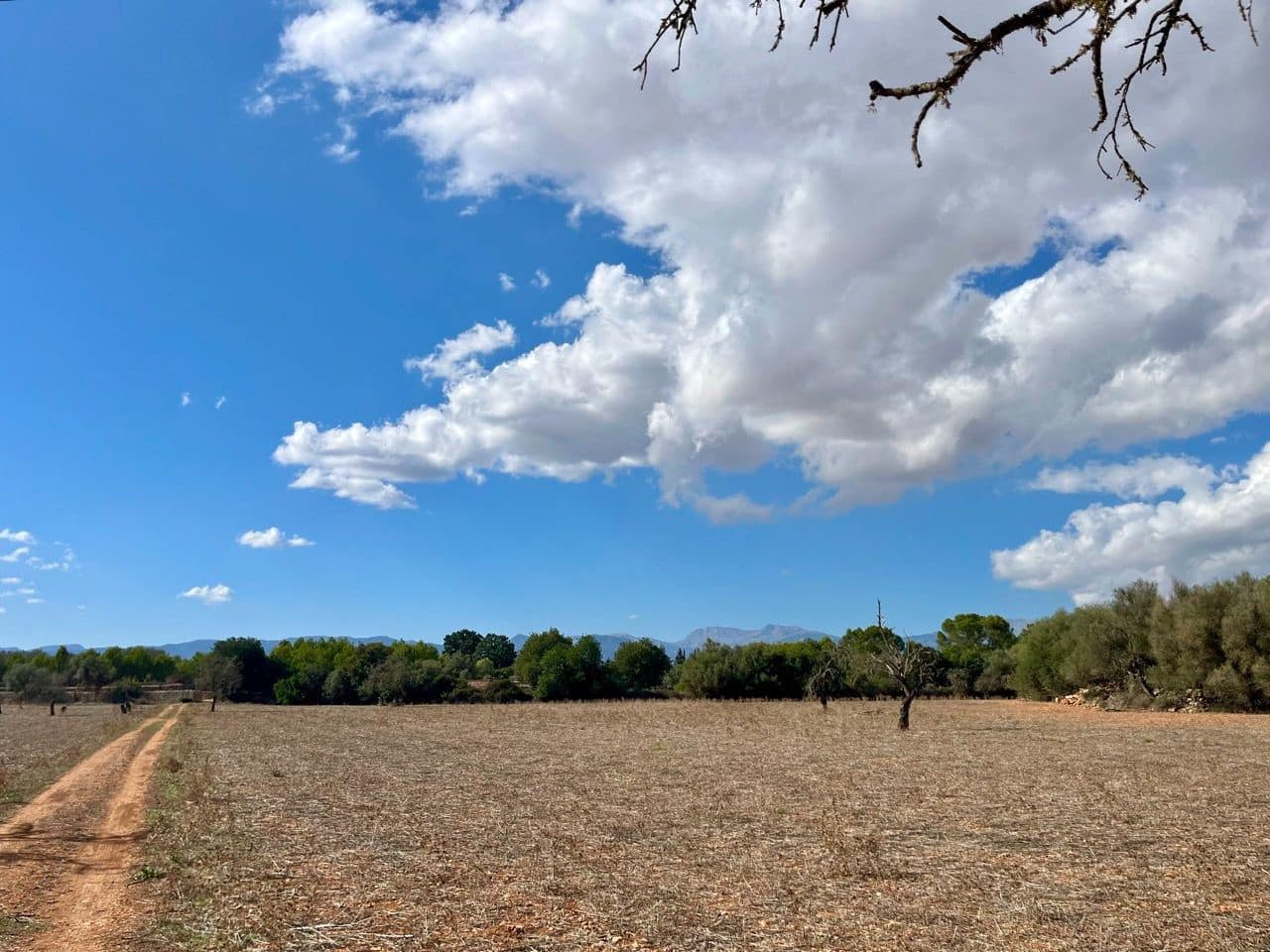 Teren niezagospodarowany na sprzedaż w Sencelles - 590 000 € (Ref: 8518916)