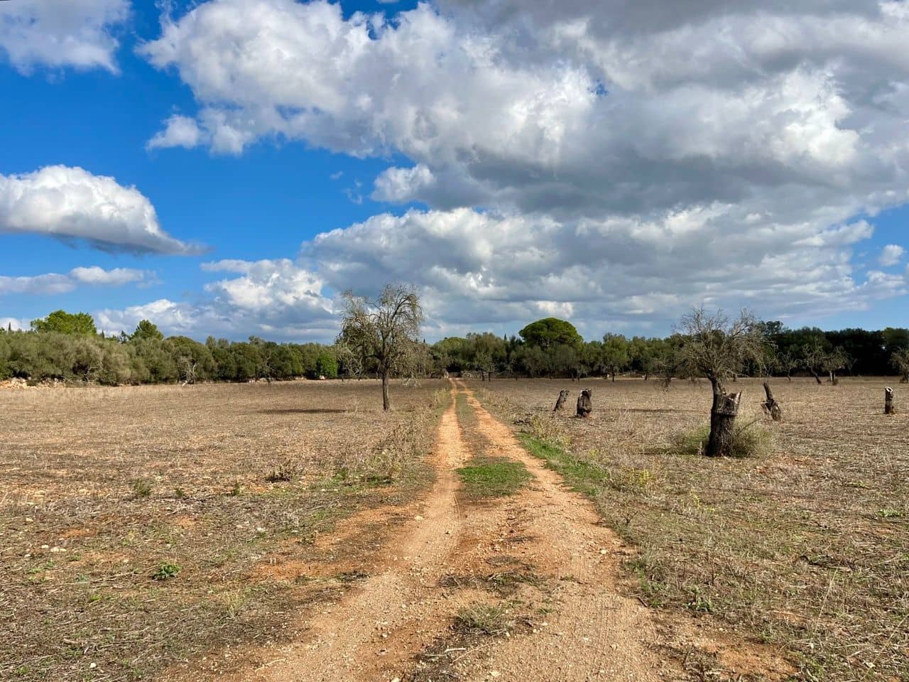 Teren niezagospodarowany na sprzedaż w Sencelles - 590 000 € (Ref: 8518916)