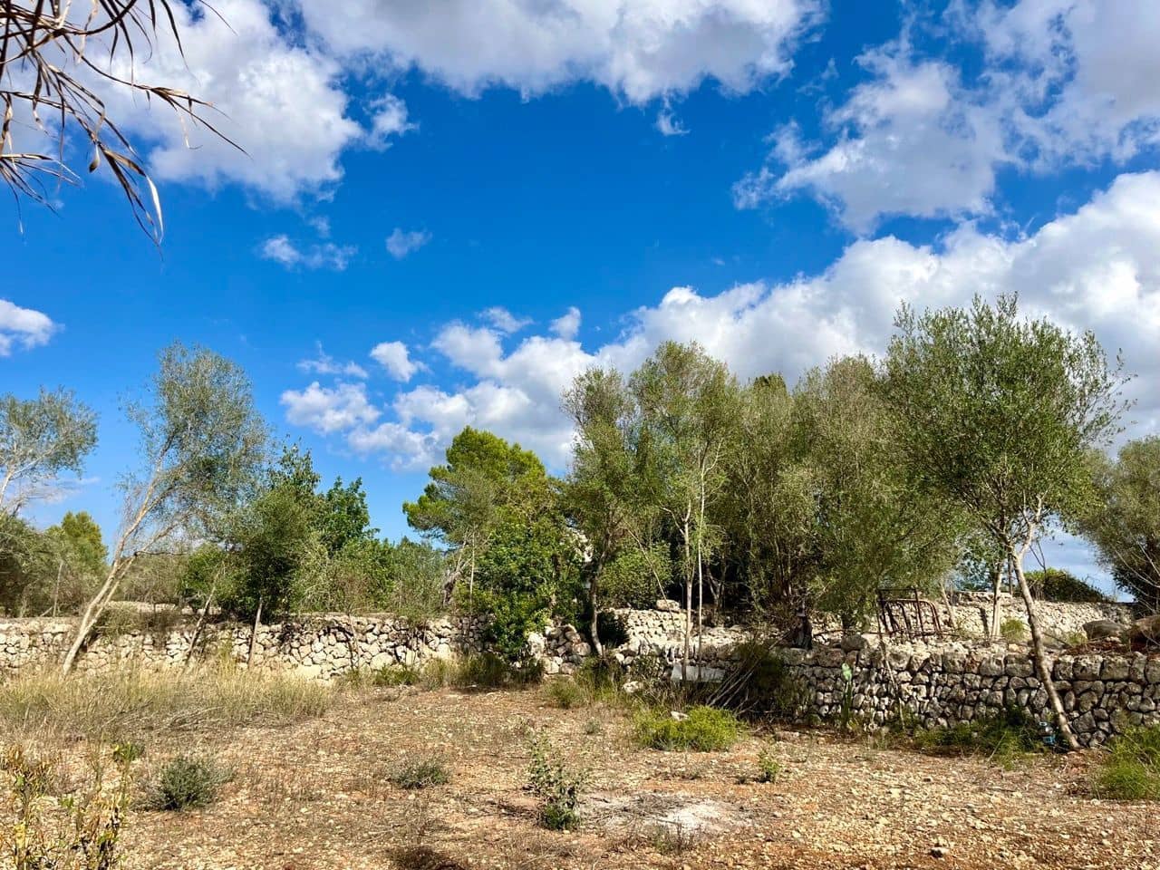 Teren niezagospodarowany na sprzedaż w Sencelles - 590 000 € (Ref: 8518916)