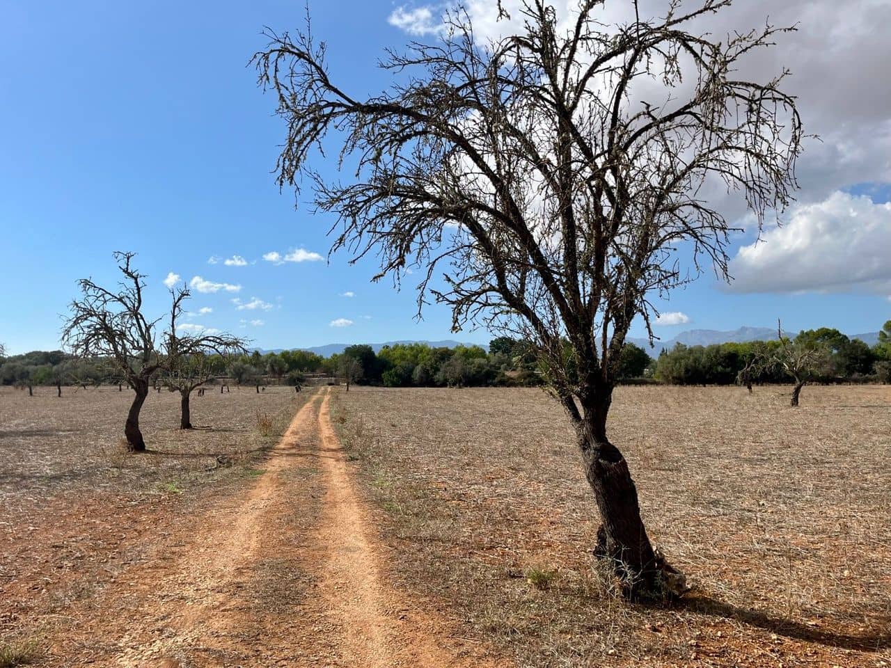 Teren niezagospodarowany na sprzedaż w Sencelles - 590 000 € (Ref: 8518916)