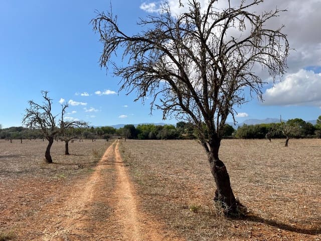 Undeveloped Land for sale in Sencelles - € 590,000 (Ref: 8518916)