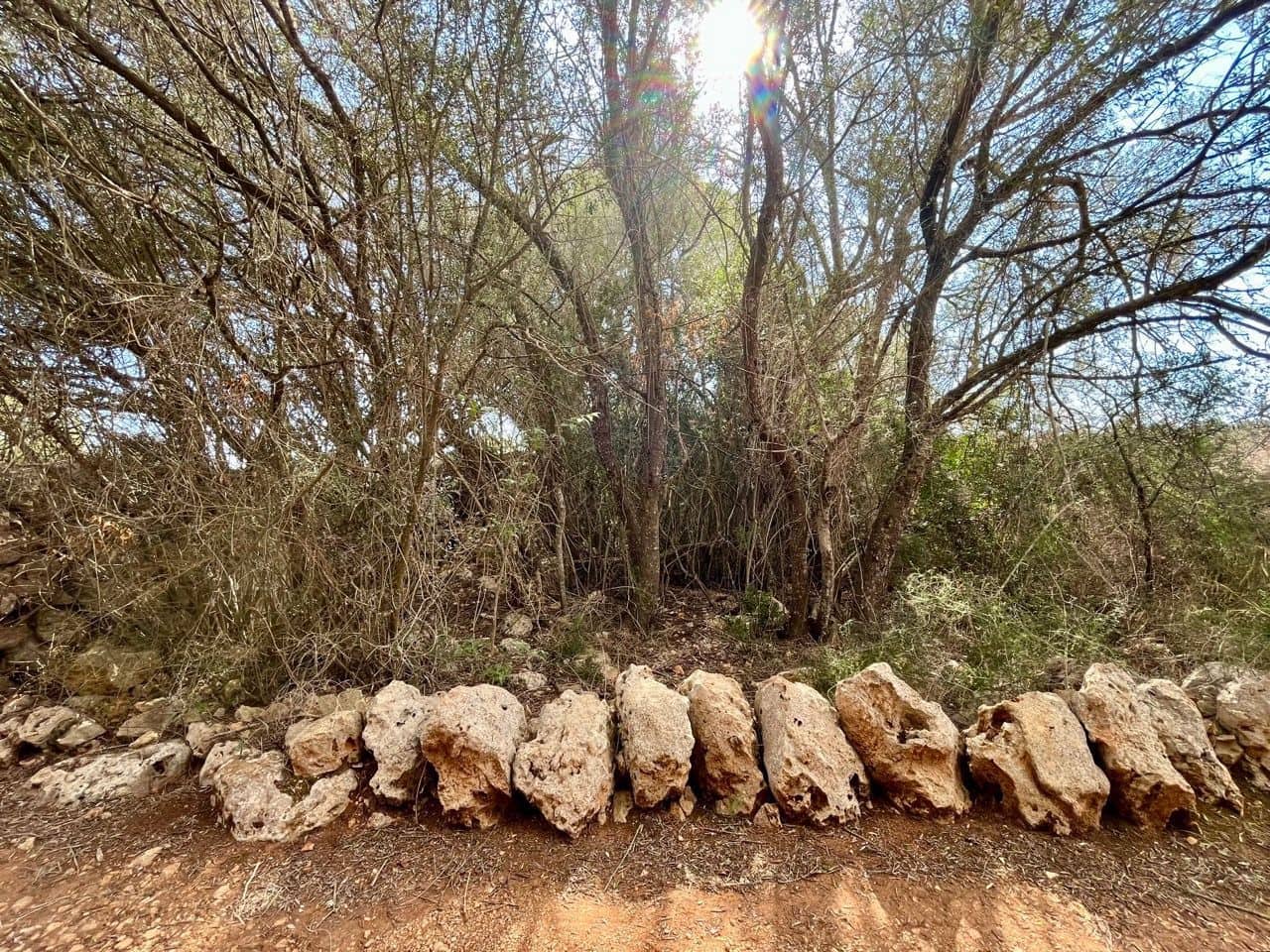 Teren niezagospodarowany na sprzedaż w Sencelles - 590 000 € (Ref: 8518916)