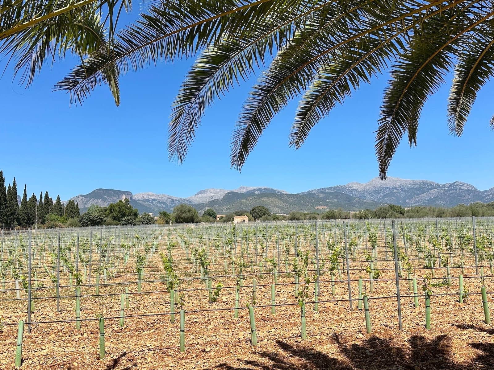 4 soveværelse Villa til salg i Binissalem med swimmingpool garage - € 1.800.000 (Ref: 8862409)