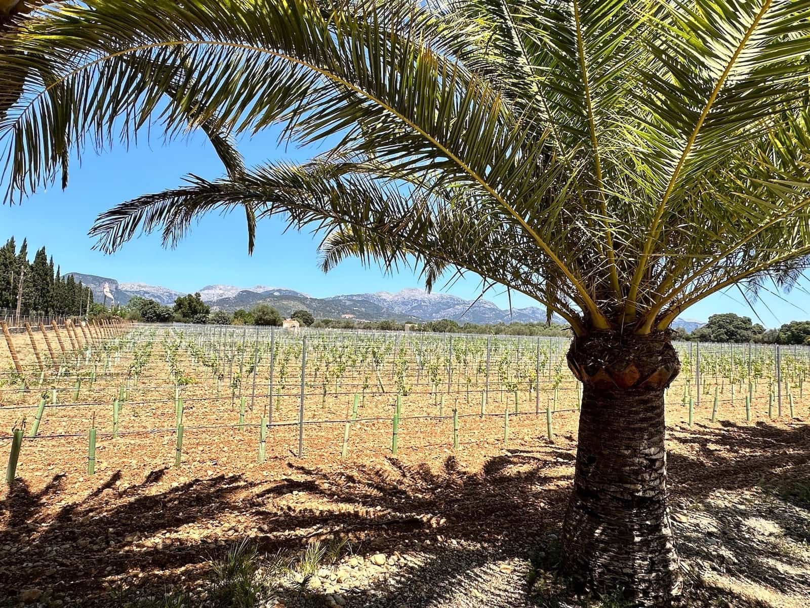 4 soveværelse Villa til salg i Binissalem med swimmingpool garage - € 1.800.000 (Ref: 8862409)