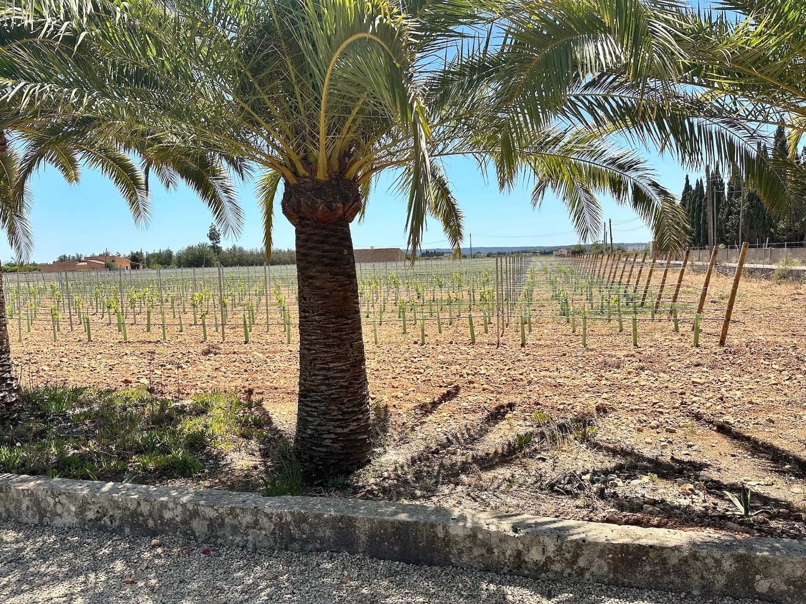 4 soveværelse Villa til salg i Binissalem med swimmingpool garage - € 1.800.000 (Ref: 8862409)