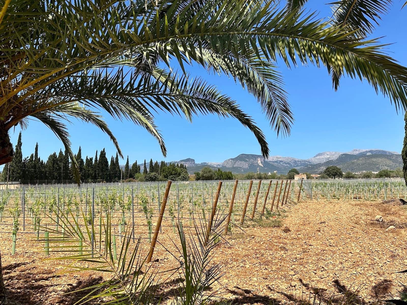 4 soveværelse Villa til salg i Binissalem med swimmingpool garage - € 1.800.000 (Ref: 8862409)