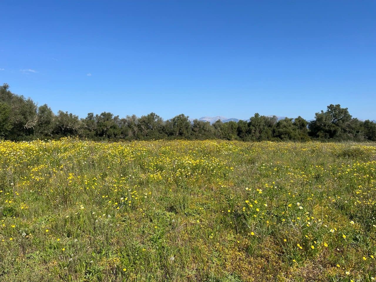 Grunde uden byggetilladelser til salg i Algaida - € 680.000 (Ref: 8917689)