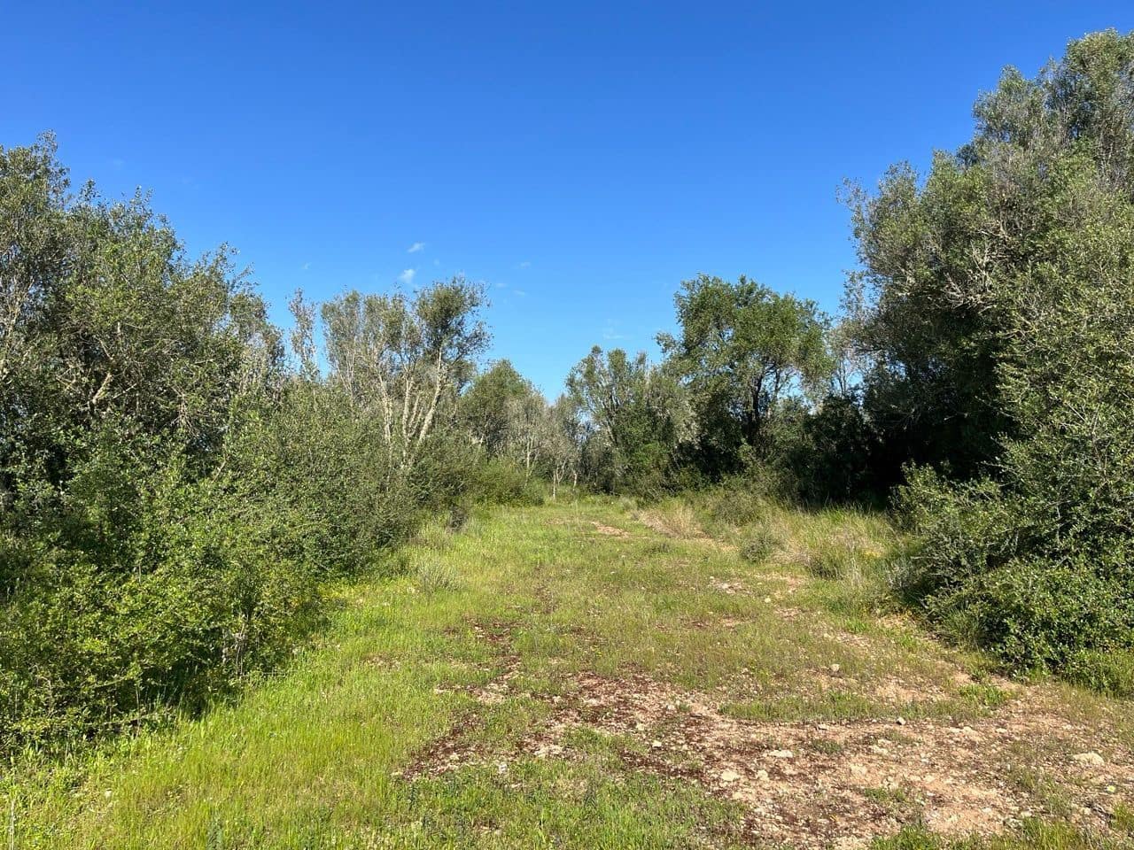 Grunde uden byggetilladelser til salg i Algaida - € 680.000 (Ref: 8917689)