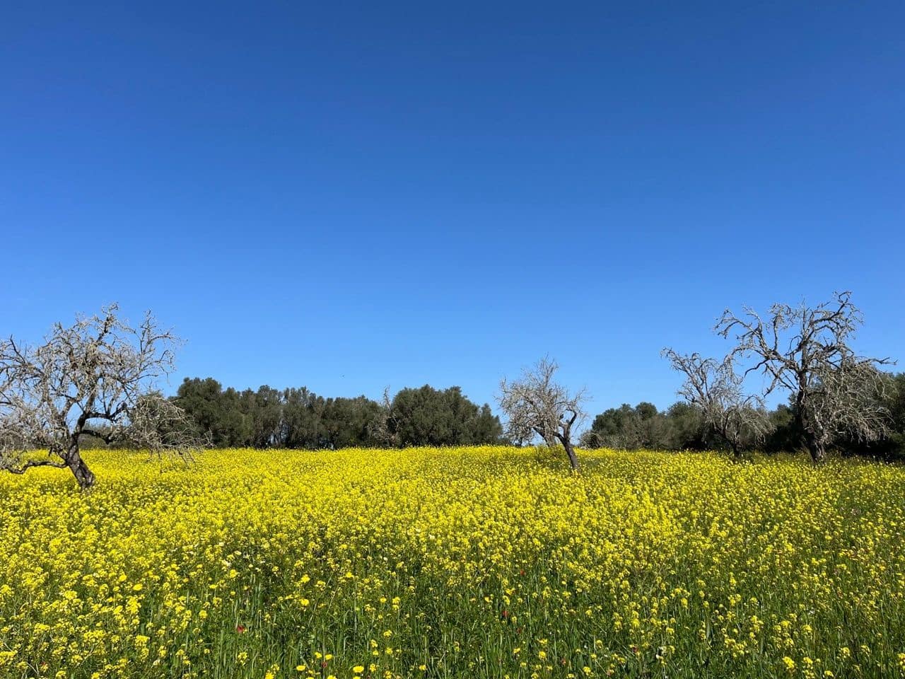 Grunde uden byggetilladelser til salg i Algaida - € 680.000 (Ref: 8917689)