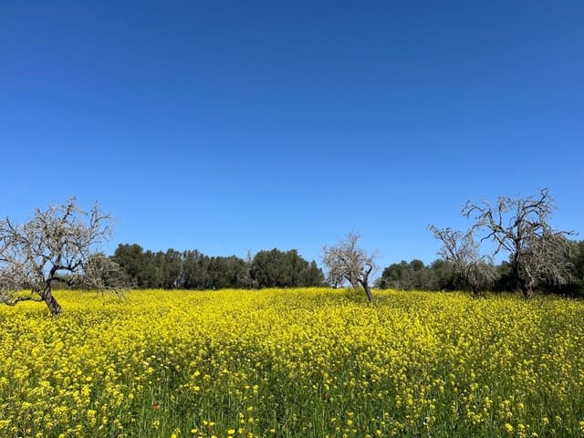 Mark till salu i Algaida - 680 000 € (Ref: 8917689)