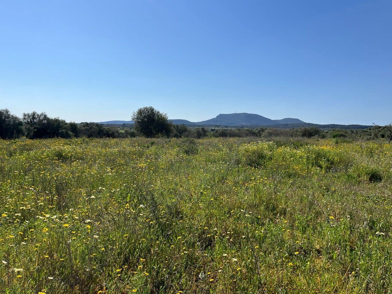 Grunde uden byggetilladelser til salg i Algaida - € 680.000 (Ref: 8917689)