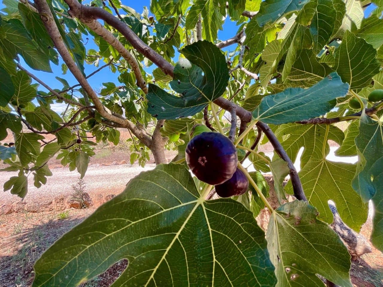 3 soveværelse Villa til salg i Santanyi med swimmingpool garage - € 1.975.000 (Ref: 9153630)