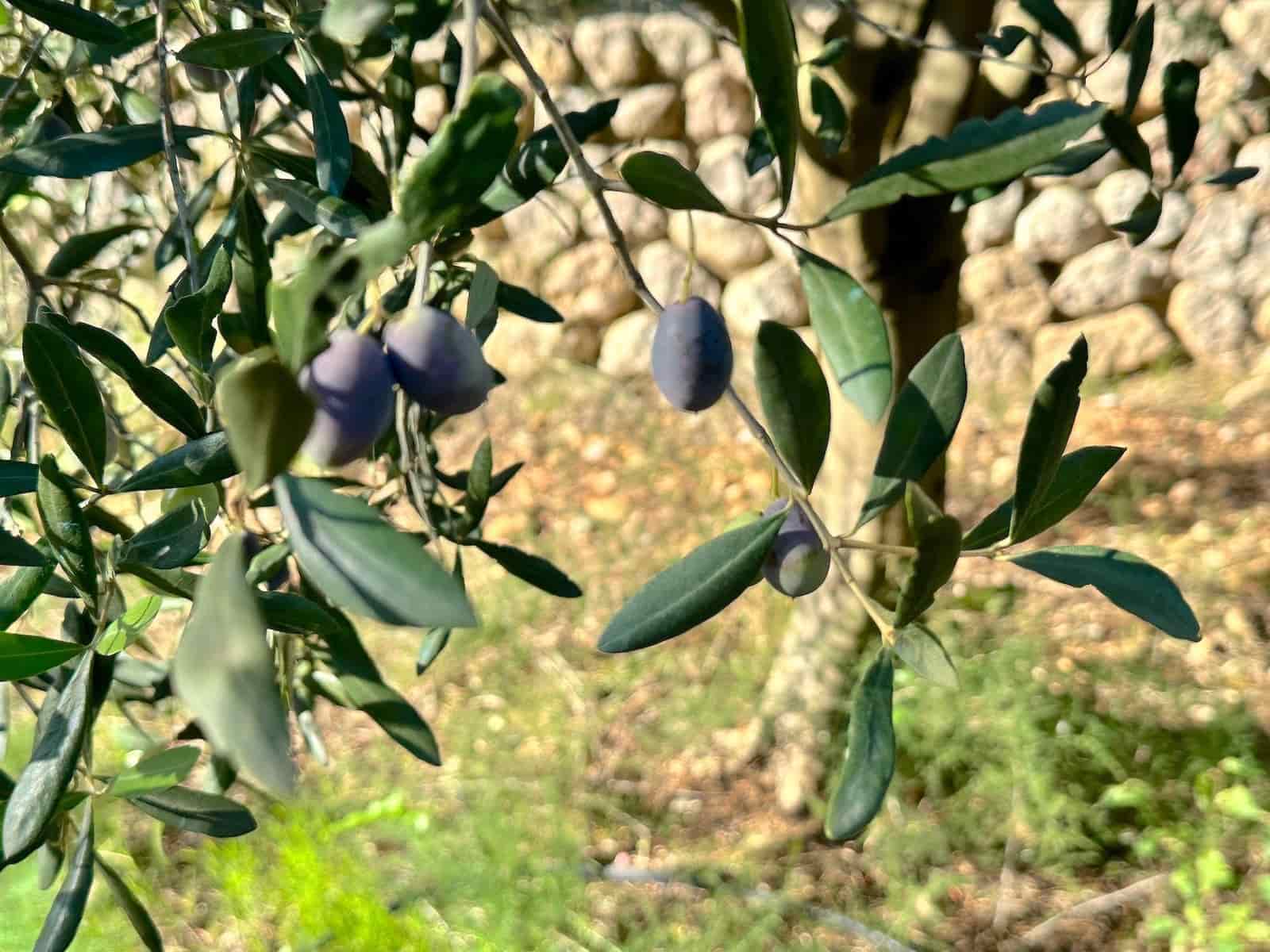 4 makuuhuone Huvila myytävänä paikassa Selva mukana uima-altaan 
autotalli - 2 500 000 € (Ref: 9353200)