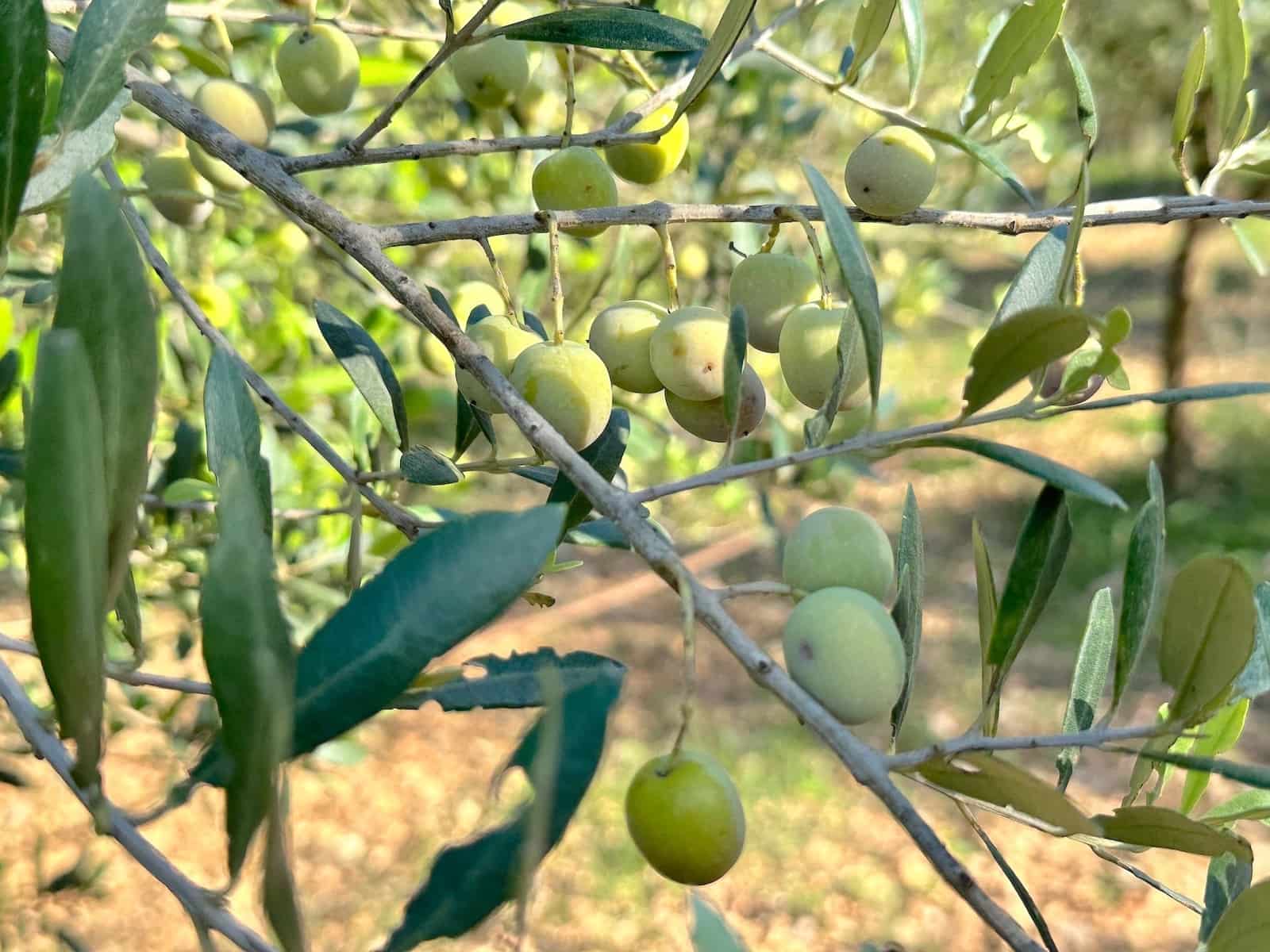 4 makuuhuone Huvila myytävänä paikassa Selva mukana uima-altaan 
autotalli - 2 500 000 € (Ref: 9353200)