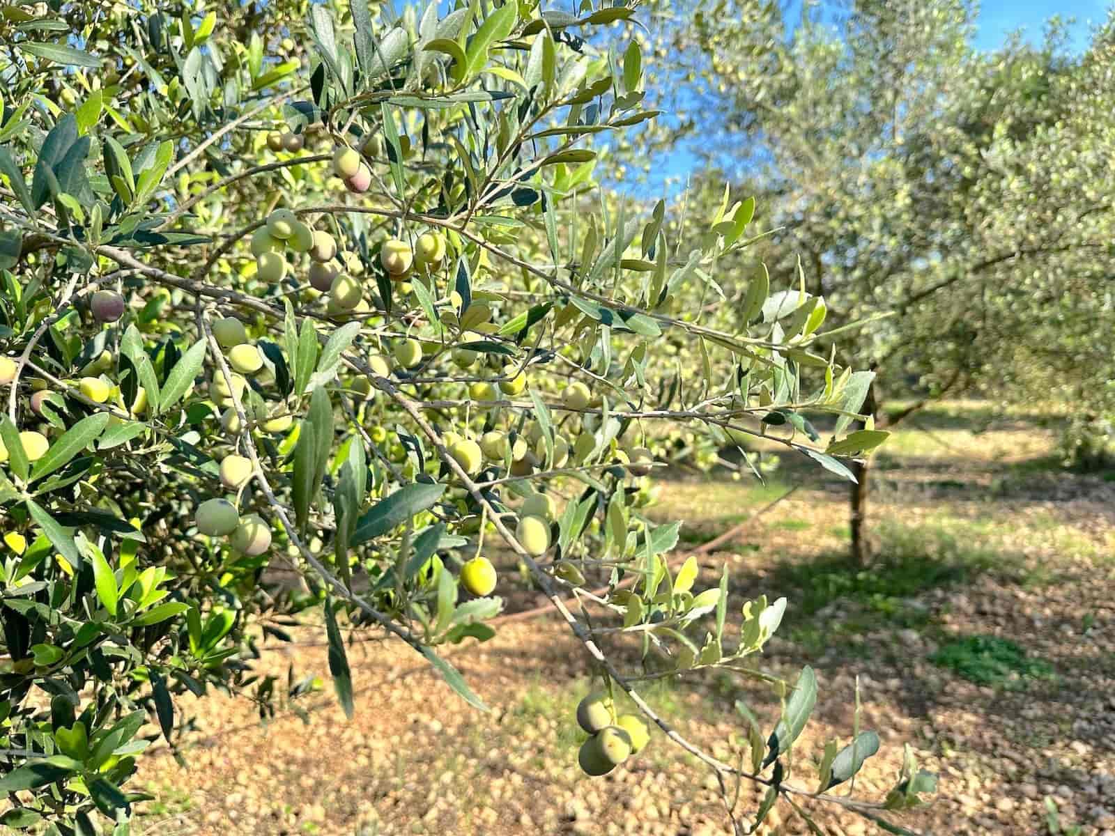 4 makuuhuone Huvila myytävänä paikassa Selva mukana uima-altaan 
autotalli - 2 500 000 € (Ref: 9353200)