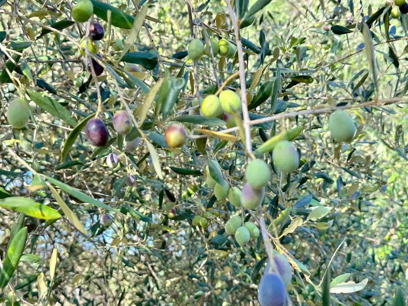 4 makuuhuone Huvila myytävänä paikassa Selva mukana uima-altaan 
autotalli - 2 500 000 € (Ref: 9353200)