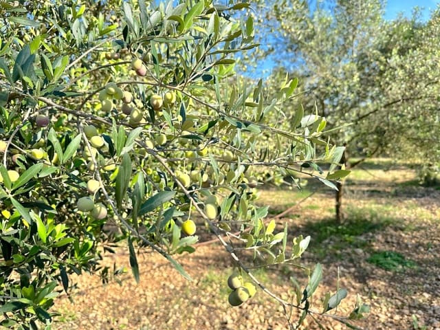 Chalet de 4 habitaciones en Selva en venta con piscina garaje - 2.500.000 € (Ref: 9353200)