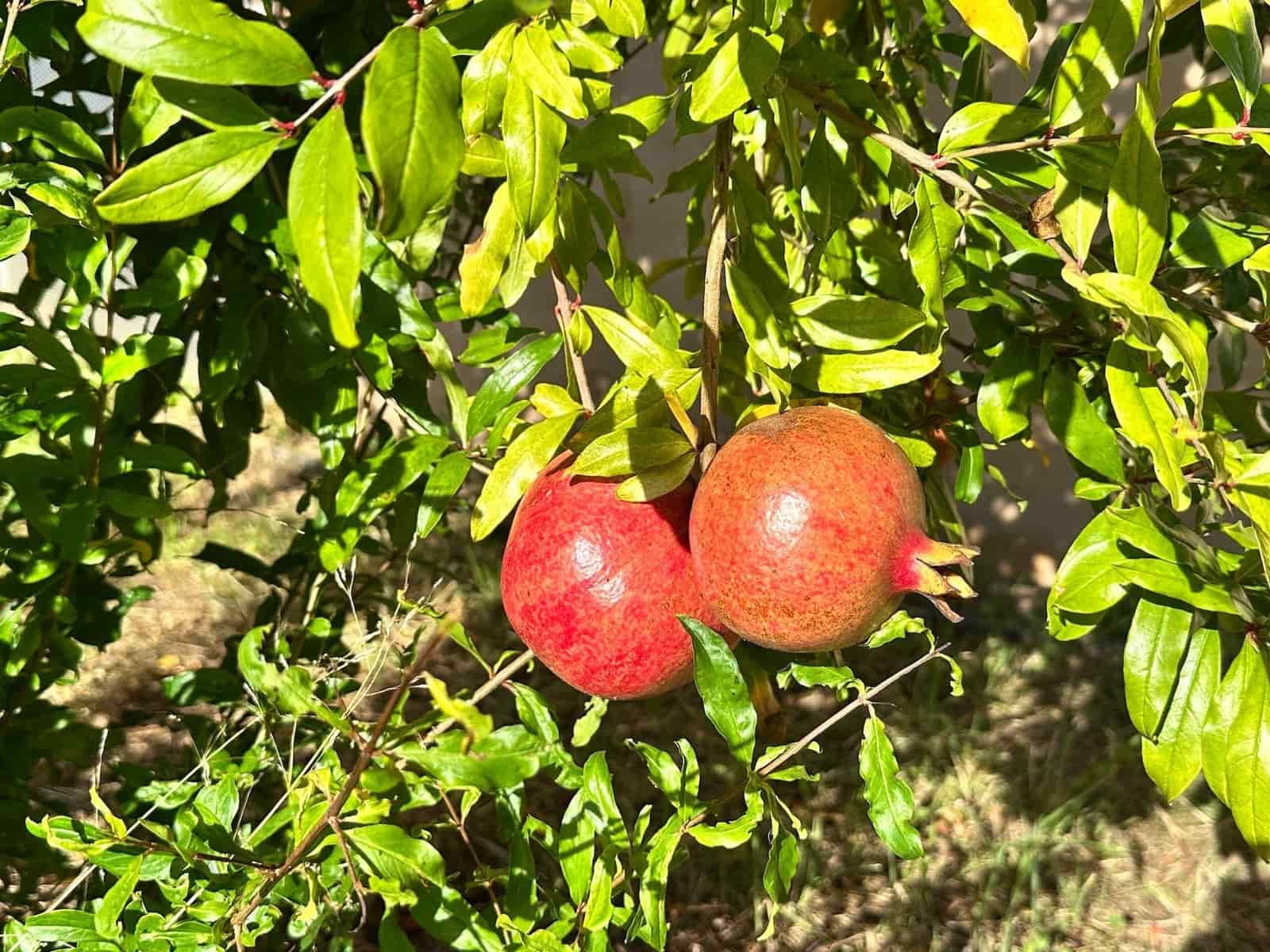 4 makuuhuone Huvila myytävänä paikassa Selva mukana uima-altaan 
autotalli - 2 500 000 € (Ref: 9353200)