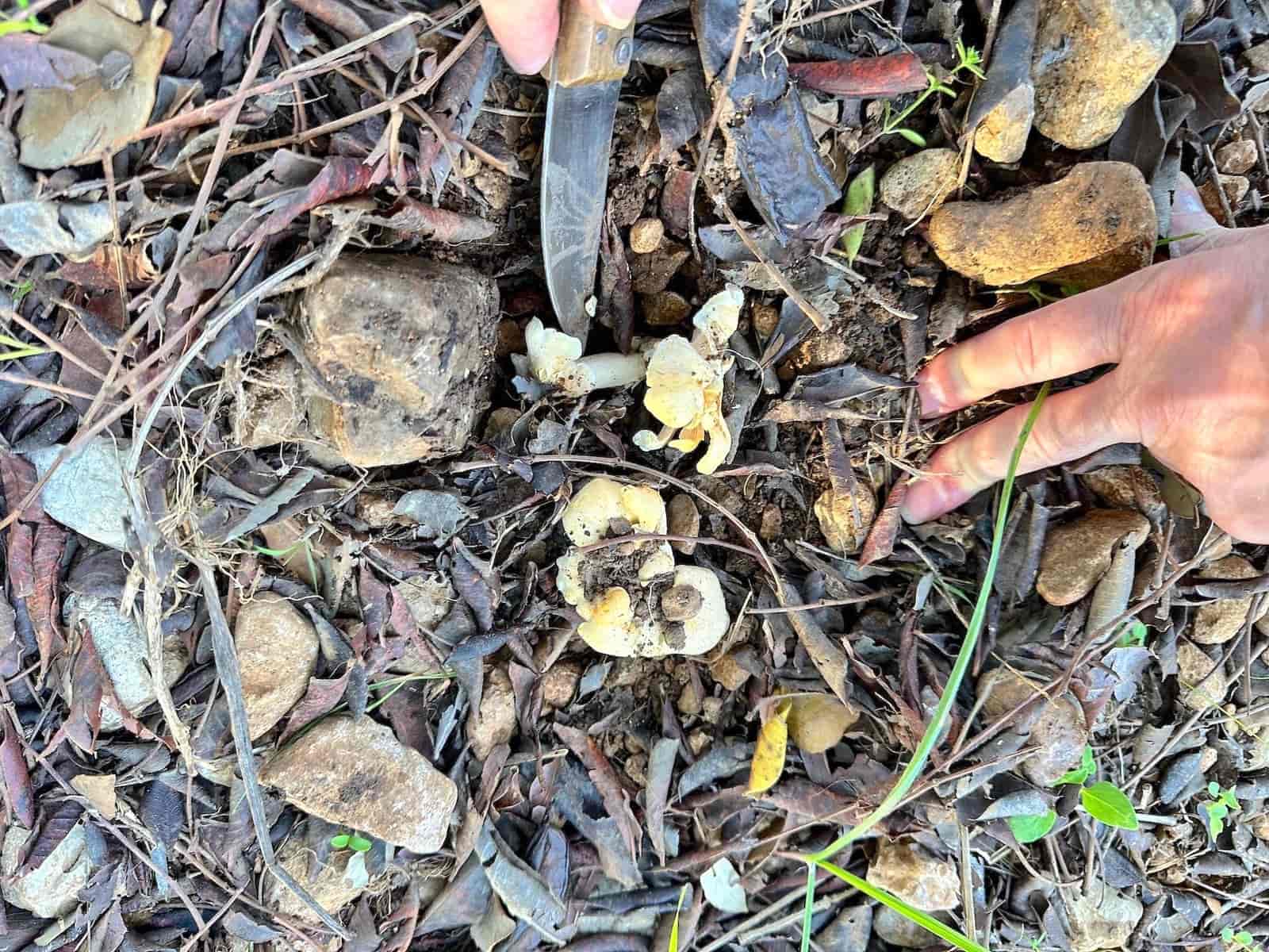 4 makuuhuone Huvila myytävänä paikassa Selva mukana uima-altaan 
autotalli - 2 500 000 € (Ref: 9353200)