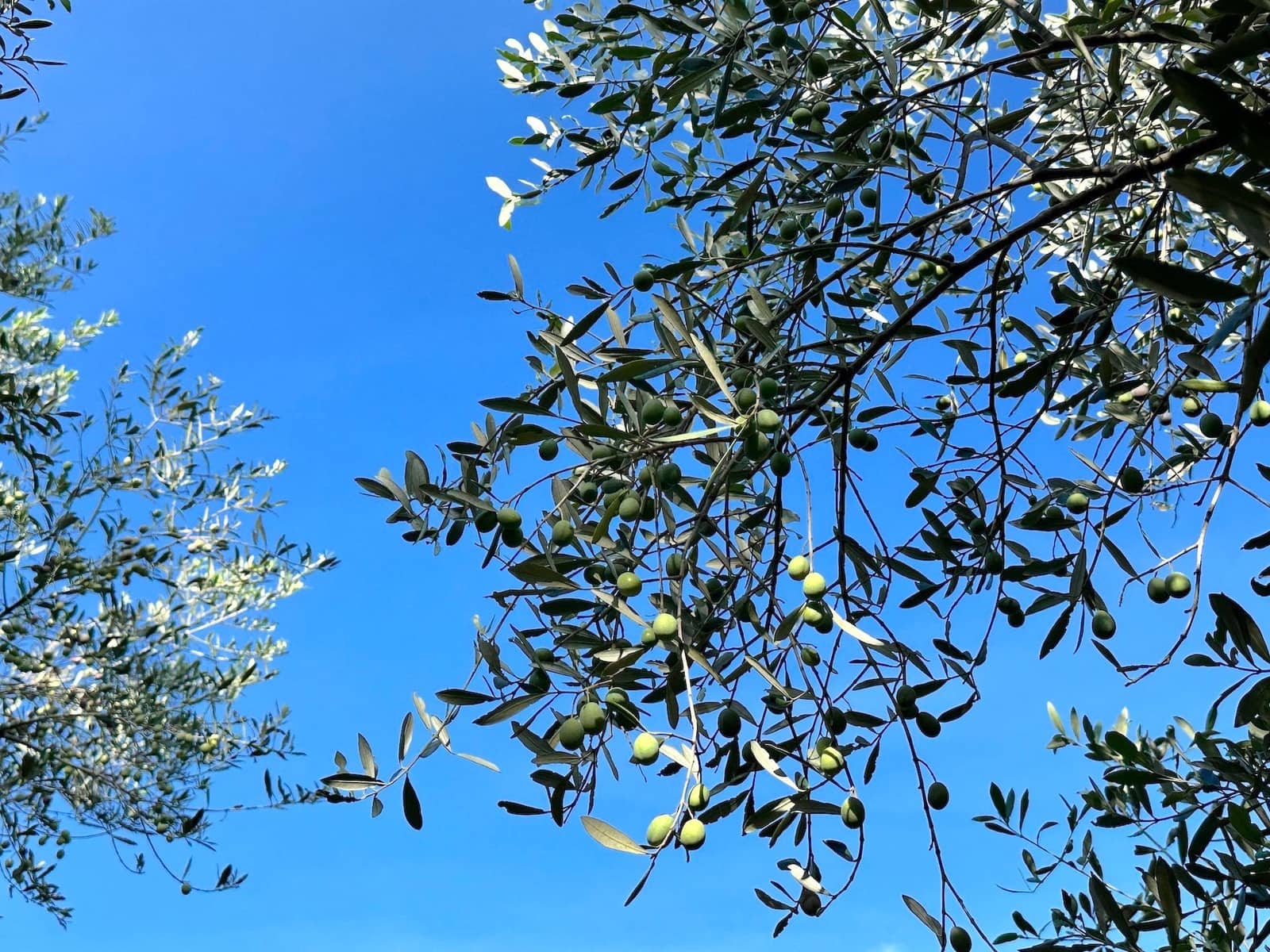 4 makuuhuone Huvila myytävänä paikassa Selva mukana uima-altaan 
autotalli - 2 500 000 € (Ref: 9353200)