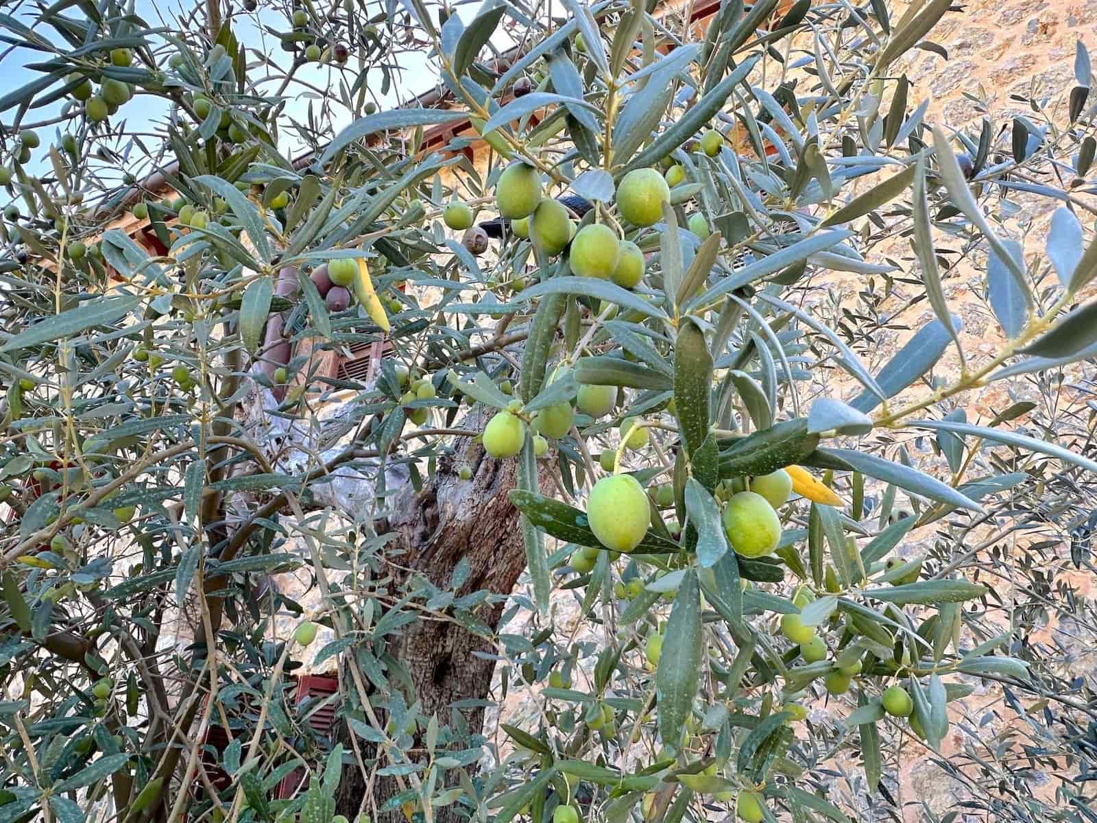 4 makuuhuone Huvila myytävänä paikassa Selva mukana uima-altaan 
autotalli - 2 500 000 € (Ref: 9353200)